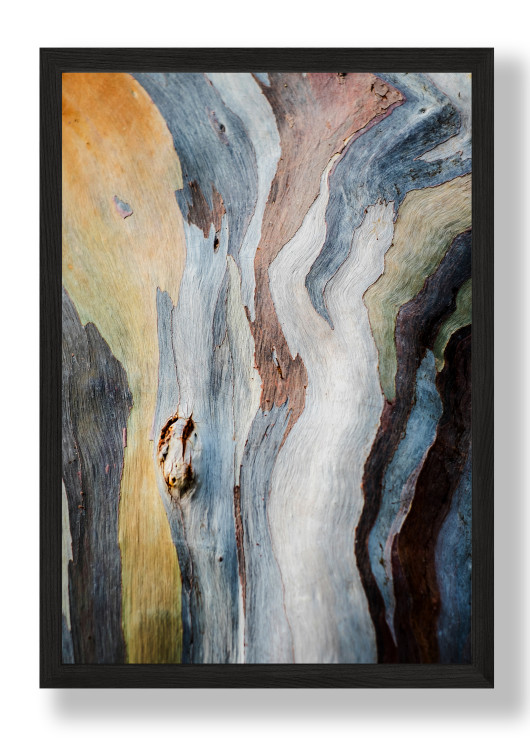 Постер в рамке Eucalyptus deglupta Артикул: POS0012A4BL